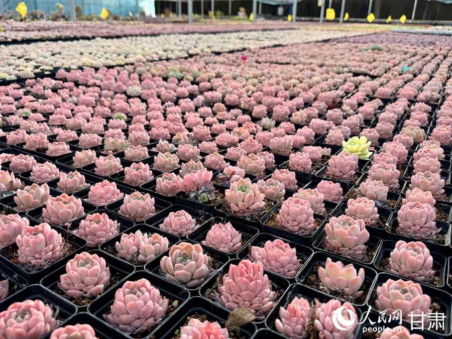 蘭州鑫源現(xiàn)代農(nóng)業(yè)休閑觀光旅游景區(qū)多肉大棚。人民網(wǎng)記者 焦隆攝