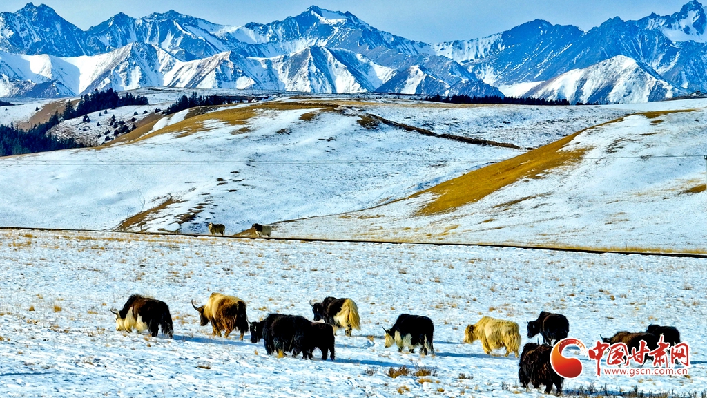 隴拍客丨肅南：雪后祁連山風光如畫