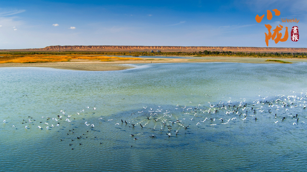 【小隴畫(huà)報(bào)·457期】冬日，張掖濕地回歸水墨本色