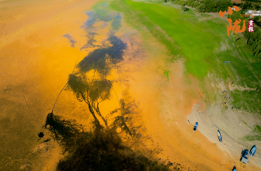 劉家峽黃河灘涂“潮汐樹(shù)”繪就大地奇觀(guān)