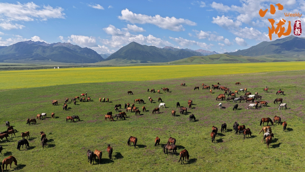 【小隴畫(huà)報(bào)·464期】隴原馬韻 踏風(fēng)千年