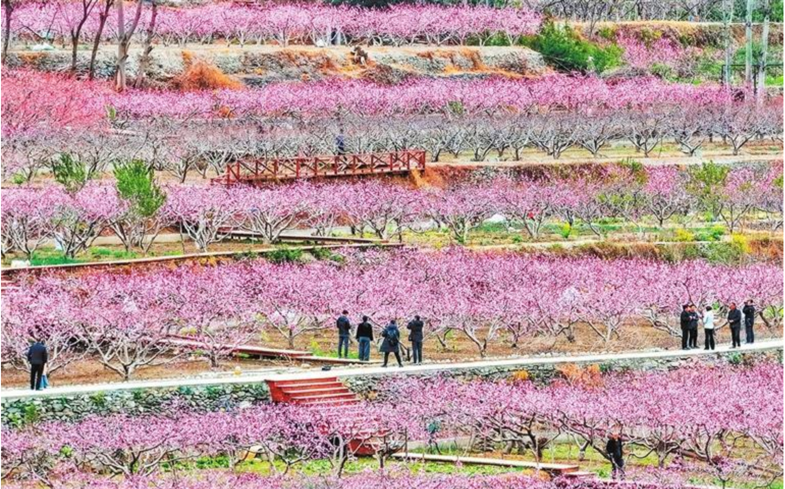 文縣凡昌村漫山遍野的桃花競相綻放
