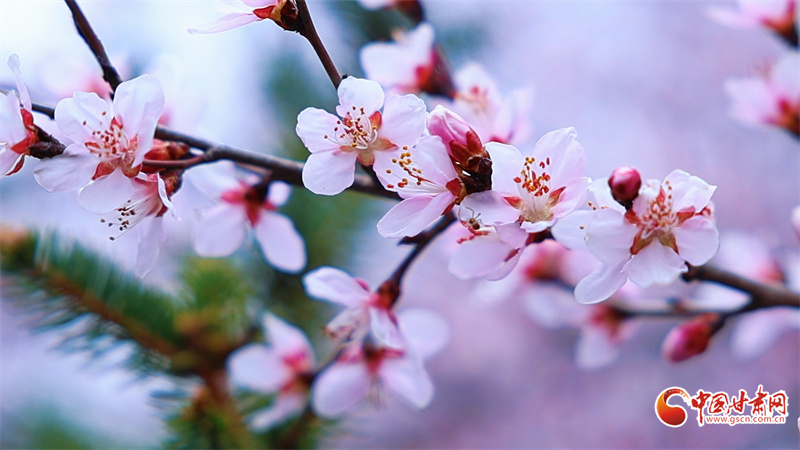 春動(dòng)隴原丨崇信春景：一城雙桃韻，滿目盡春情