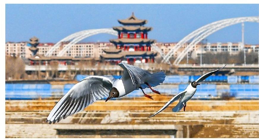 大批鷗鳥飛抵嘉峪關市