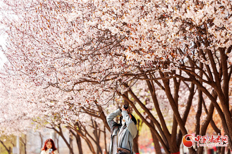 網(wǎng)絡中國節(jié)·清明丨隴原春色正好 這份出行參考助你暢游花海